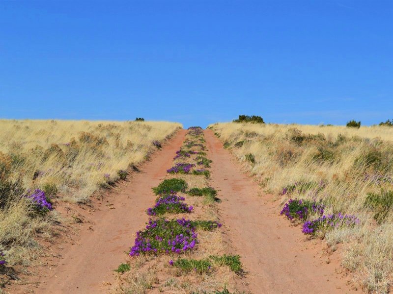 Awesome Land In Witch Wells Land for Sale in Saint Johns, Apache