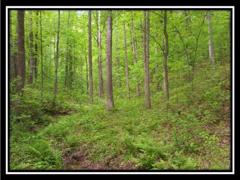 Hidden Woods At Dark Hollow : Jackson : Jackson County : Ohio