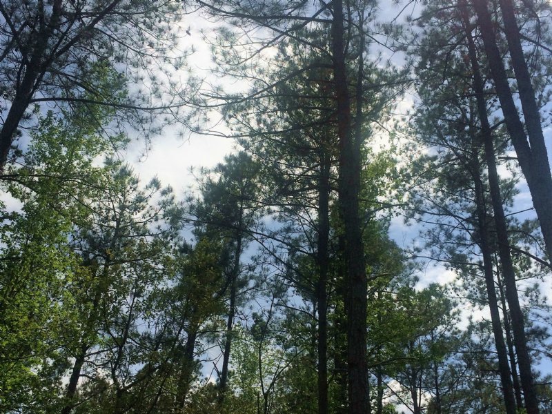 Spratlin Mill Road : Hull : Madison County : Georgia