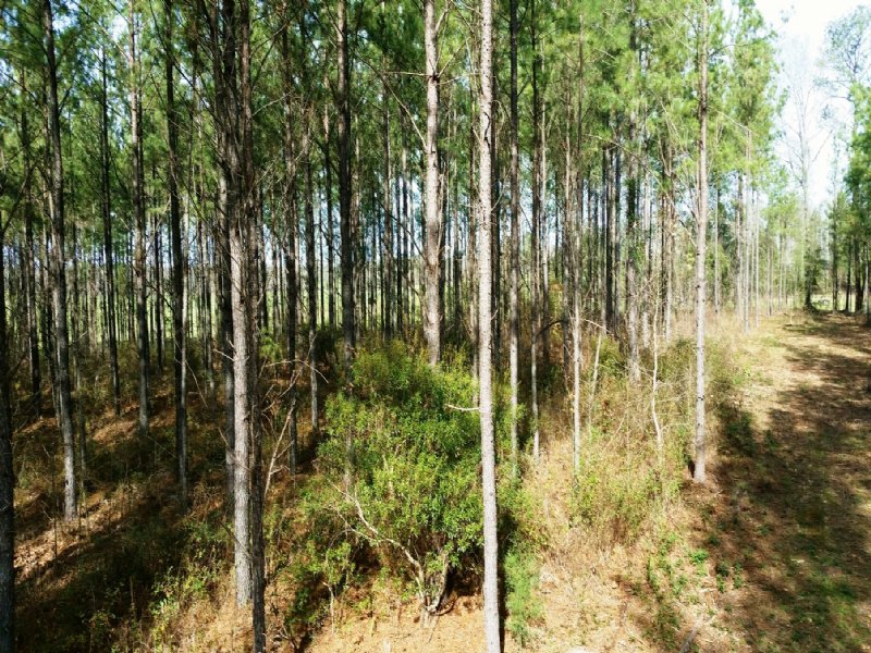 83+/- Acres : Davenport : Montgomery County : Alabama