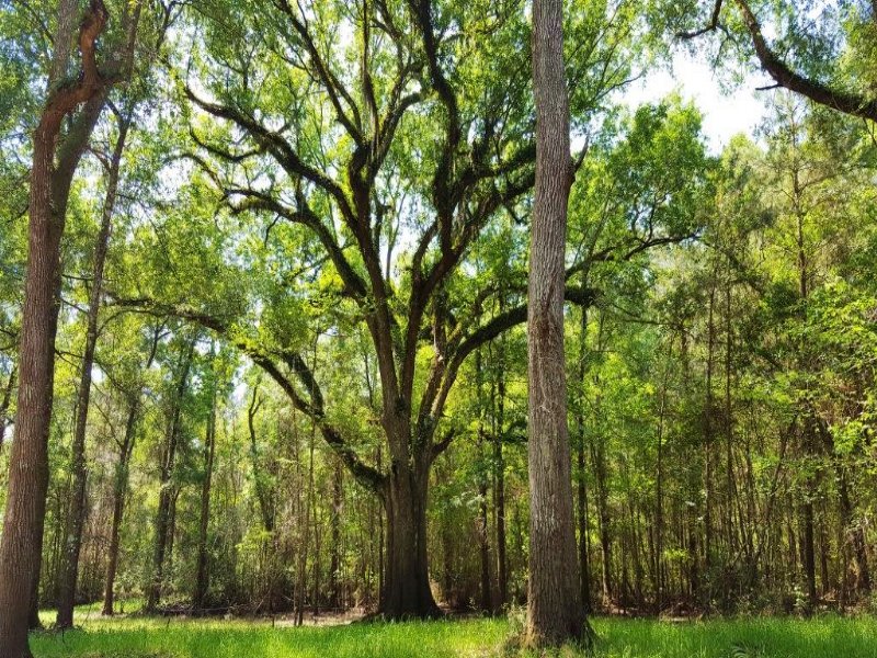 Oakie Branch : Quitman : Brooks County : Georgia