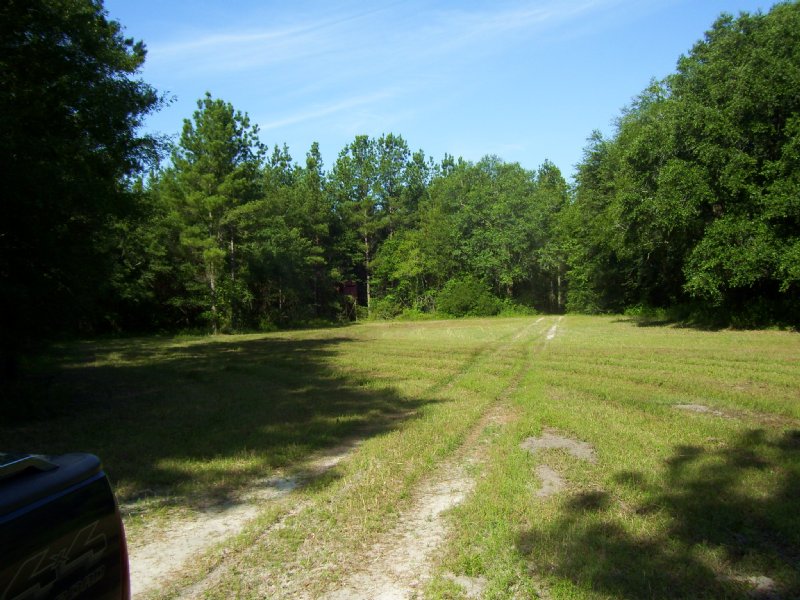 Farm, Timber, and Hunting Tract : Colquitt : Miller County : Georgia