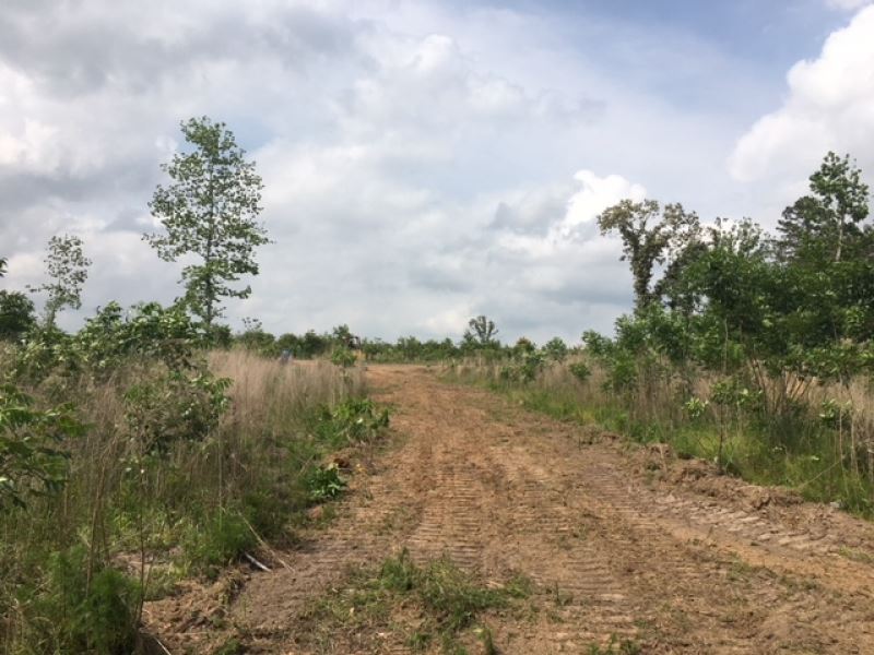 28.7 Acres On Riley Lane : Columbia : Marion County : Mississippi