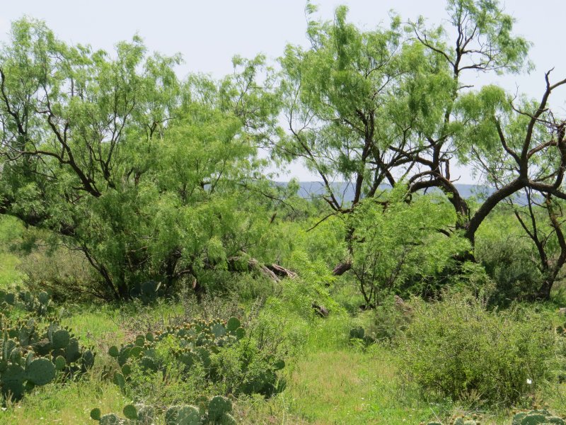 Country Getaway, Electricity : Robert Lee : Coke County : Texas