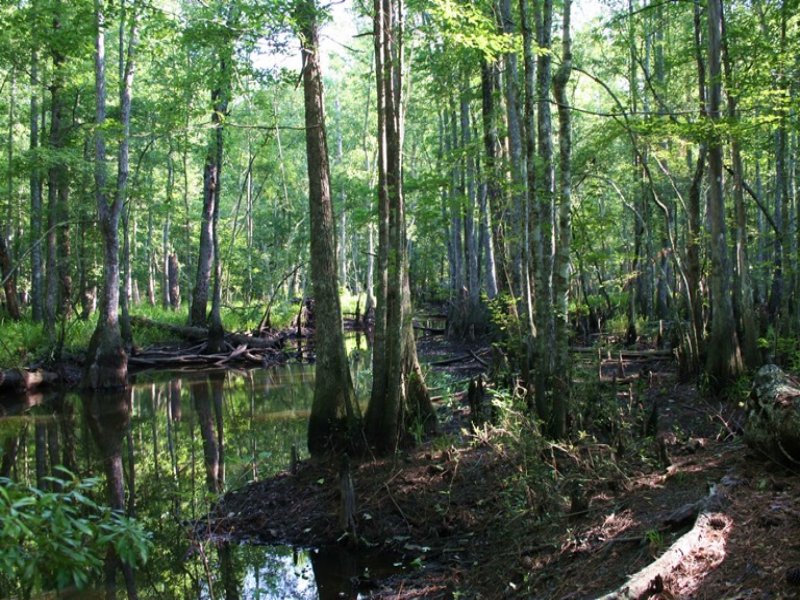 Little Ohoopee River Tract : Swainsboro : Emanuel County : Georgia