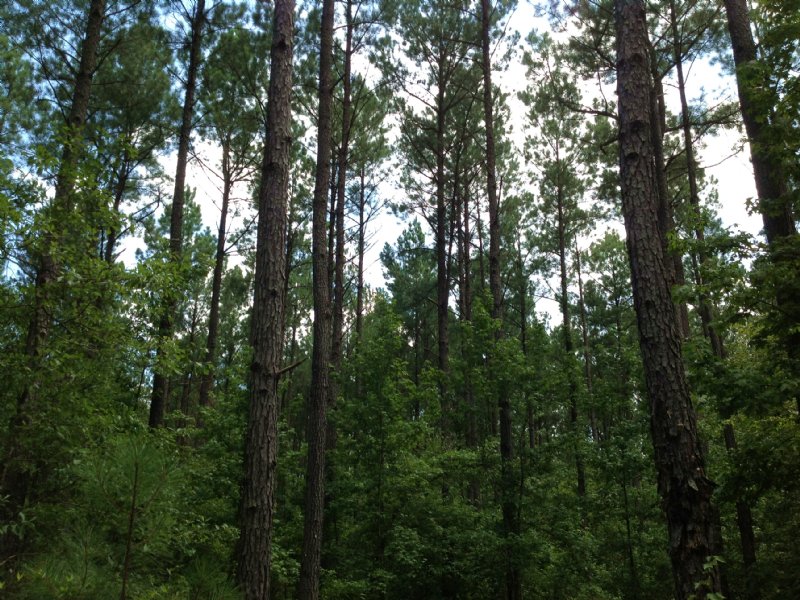 89 Acres in Suttle : Marion : Perry County : Alabama