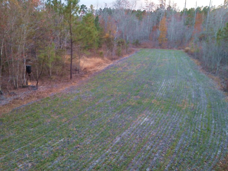 52 Acres Adjacent To Millhaven : Sylvania : Screven County : Georgia