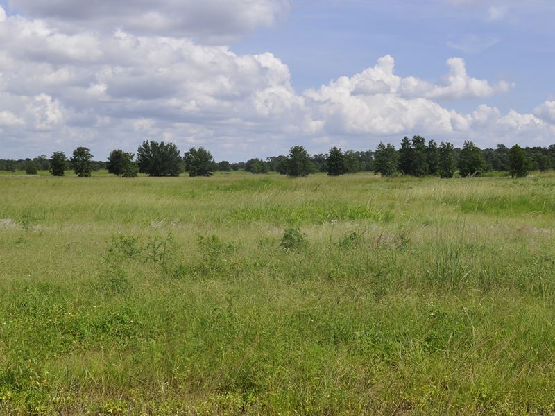 Sebring 160 Acres : Sebring : Highlands County : Florida