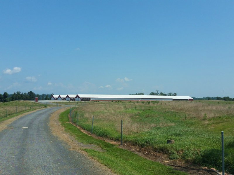 4 House Poultry Farm & Cattle Farm : Albertville : Marshall County : Alabama