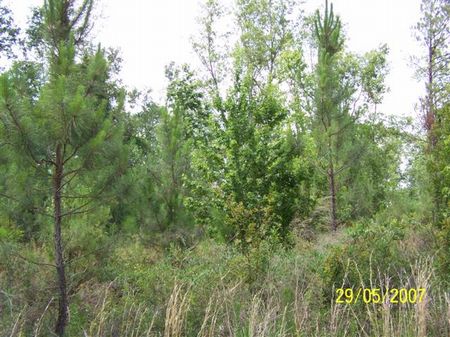 20 Acres : Lee : Taylor County : Florida