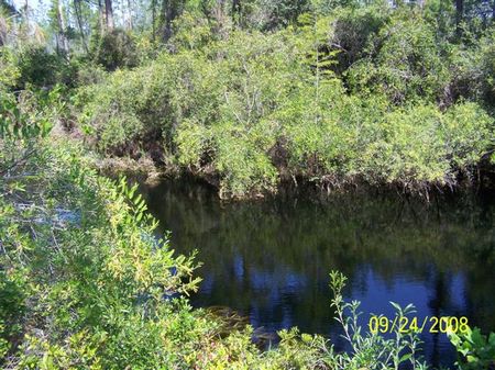 91.96 Acres Of Hunting Land : Lee : Madison County : Florida
