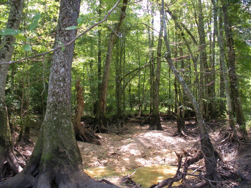 Little Mulberry Creek Land for Sale by Owner in Billingsley, Autauga