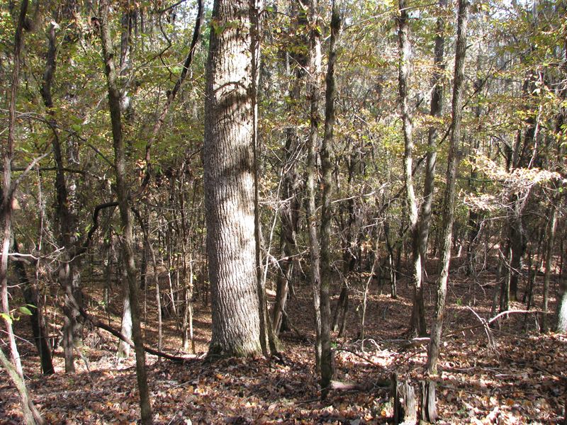 North Butler 400 : Greenville : Butler County : Alabama