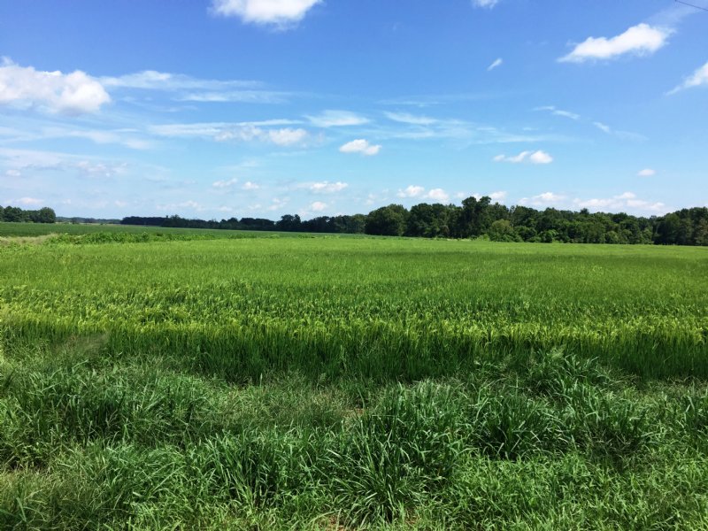 202 Acre Row Crop Farm / Timberland Land for Sale in Tichnor