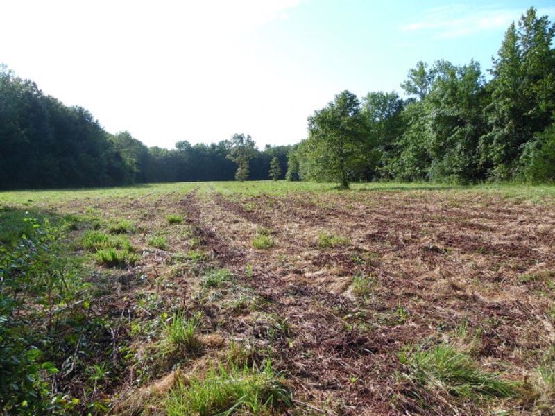 Timberland for Sale Smith County Ms : Raleigh : Smith County : Mississippi