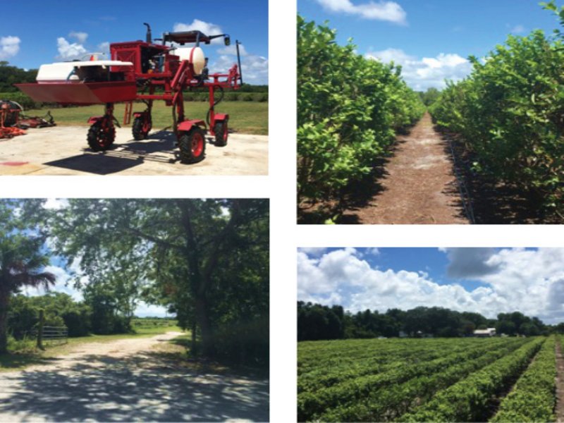 17 Acre Blueberry Farm : Mims : Brevard County : Florida