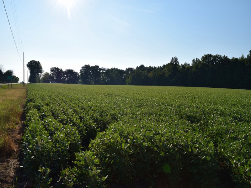 Sr 521 - 70 Acres : Sunbury : Delaware County : Ohio