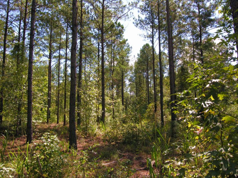 175.6 Acres Planted Pines : Ellaville : Schley County : Georgia