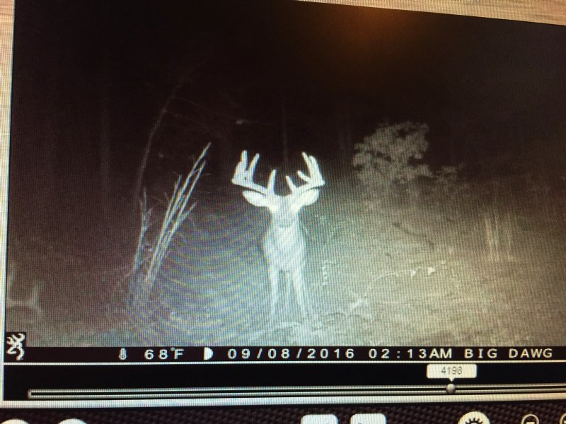48 Acres Big Buck Country $89,900 : Ideal : Macon County : Georgia