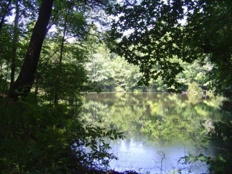 768 Acres Ready to Hunt : Hawkinsville : Pulaski County : Georgia