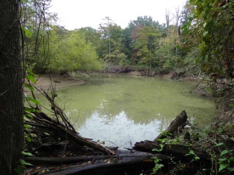 40 Acres Bordering Cache River Nwr, Land for Sale in Arkansas, 115566