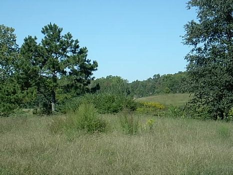 60 Acres Pastureland/Timberland : Ashland : Clay County : Alabama