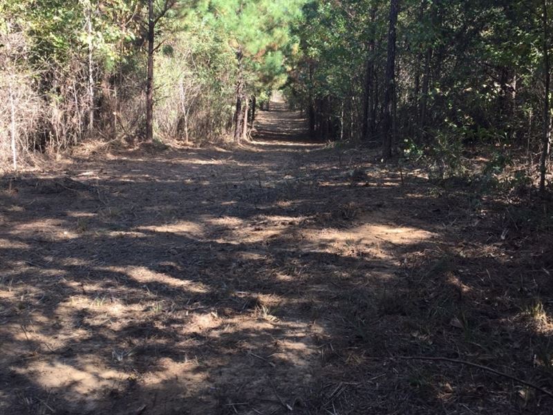 Hinds County Land for Sale : Raymond : Hinds County : Mississippi