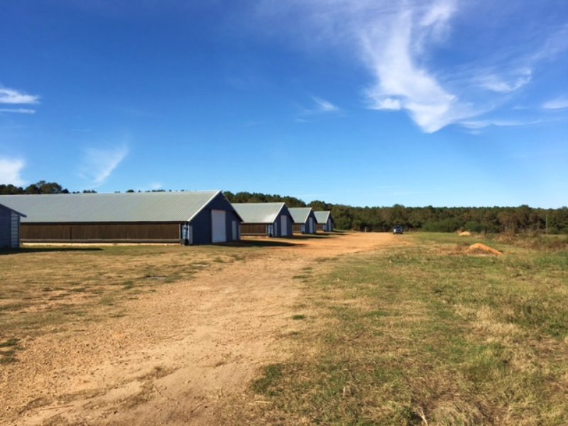 70± Ac Poultry Farm : Mount Olive : Covington County : Mississippi