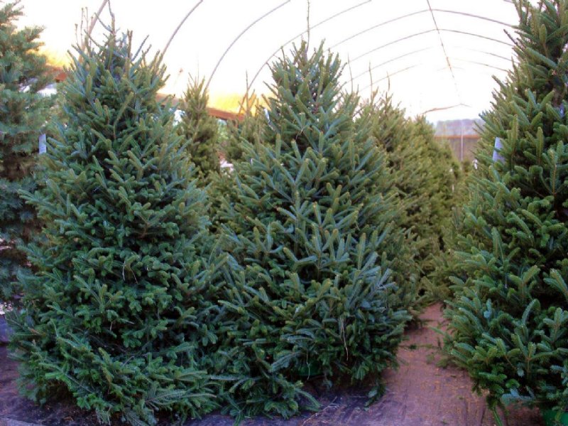 Ergle Christmas Tree Farm : Dade City : Hernando County : Florida