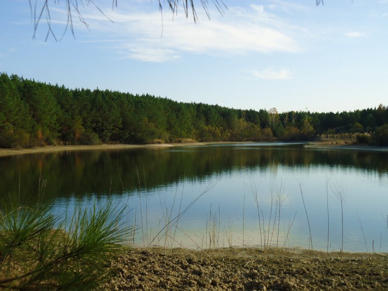 Nine Lakes Plantation $1695/acre : Macon : Twiggs County : Georgia