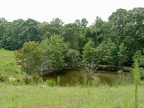 68+/- Acres Pastureland/Timberland : Hollins : Clay County : Alabama