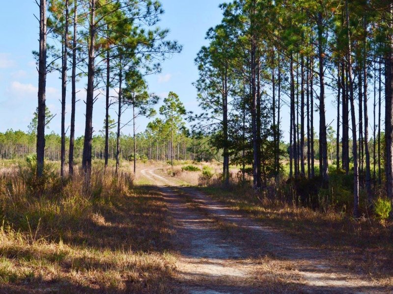 Lg 286 Chiefland : Chiefland : Levy County : Florida