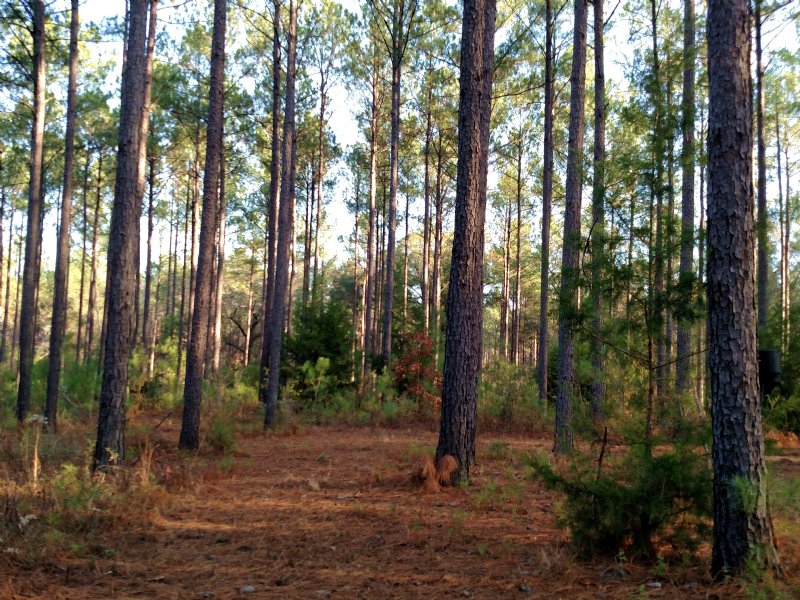247 Ac Timber Investment : Parrott : Webster County : Georgia