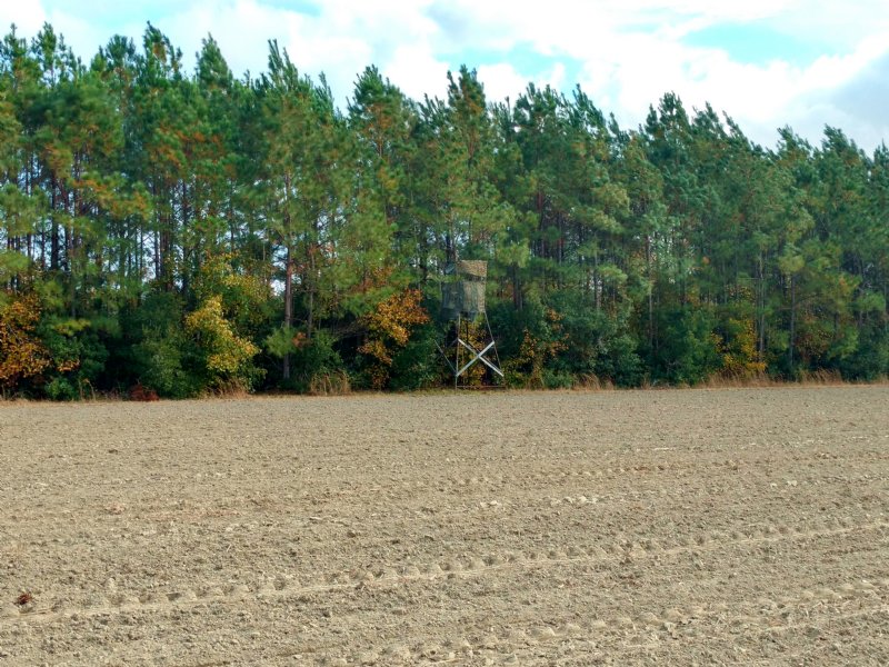 33 Ac Farm with Prime Hunting : Salters : Williamsburg County : South Carolina