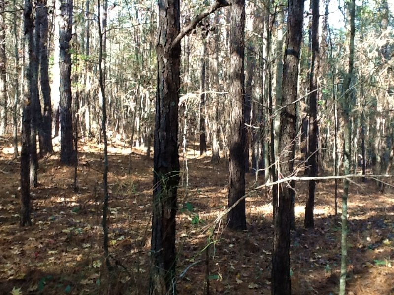 Shady Grove Rd Tract : Grady : Crenshaw County : Alabama