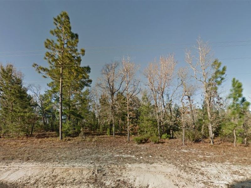 .56 Acre in Interlachen, Fl : Interlachen : Putnam County : Florida