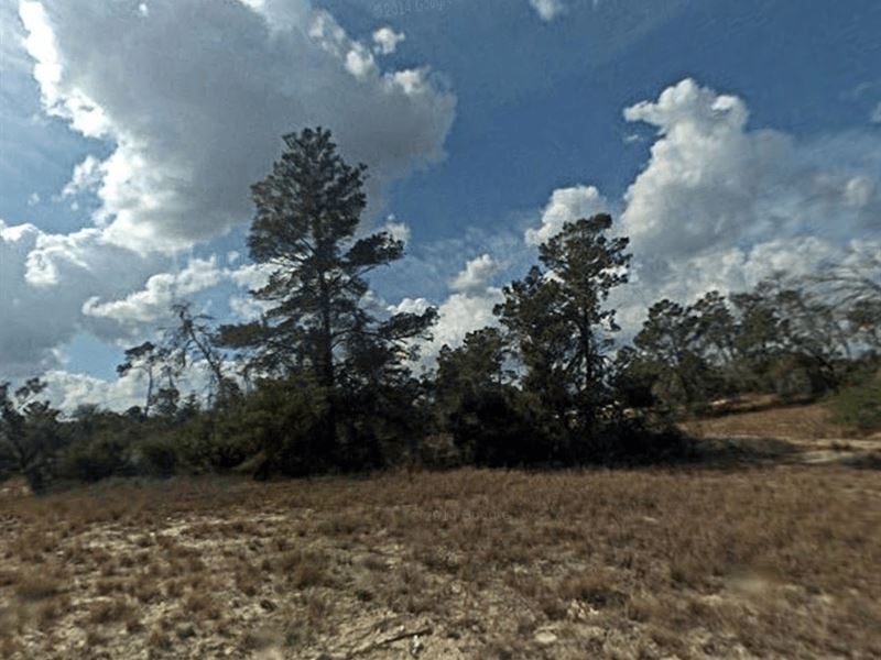 Affordable Lot 0.32 Acre : Lake Placid : Highlands County : Florida