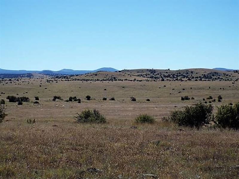 Amazing Acreage Near Show Low : Concho : Apache County : Arizona
