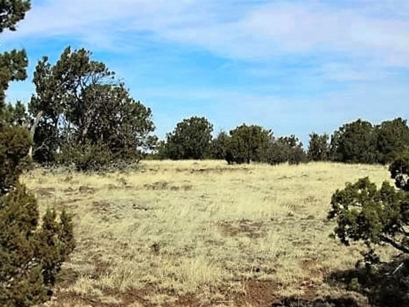 1.13 Acres in Show Low : Show Low : Navajo County : Arizona