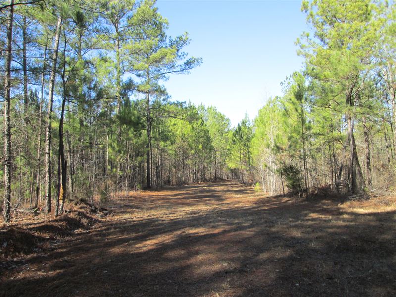 Butts Timber Deer Turkey Ducks : Flovilla : Butts County : Georgia