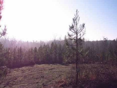 69 Acre Homesite : Alexander City : Tallapoosa County : Alabama