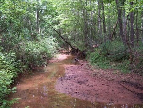81 Acres - Timber/Hardwoods/Creek : Wedowee : Randolph County : Alabama
