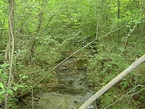 80 Acres Hunting/Timber Investment : Wadley : Randolph County : Alabama