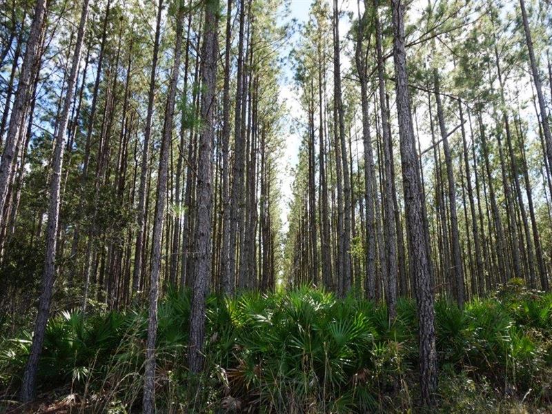 Jones Tract Timberland Investment : Interlachen : Putnam County : Florida