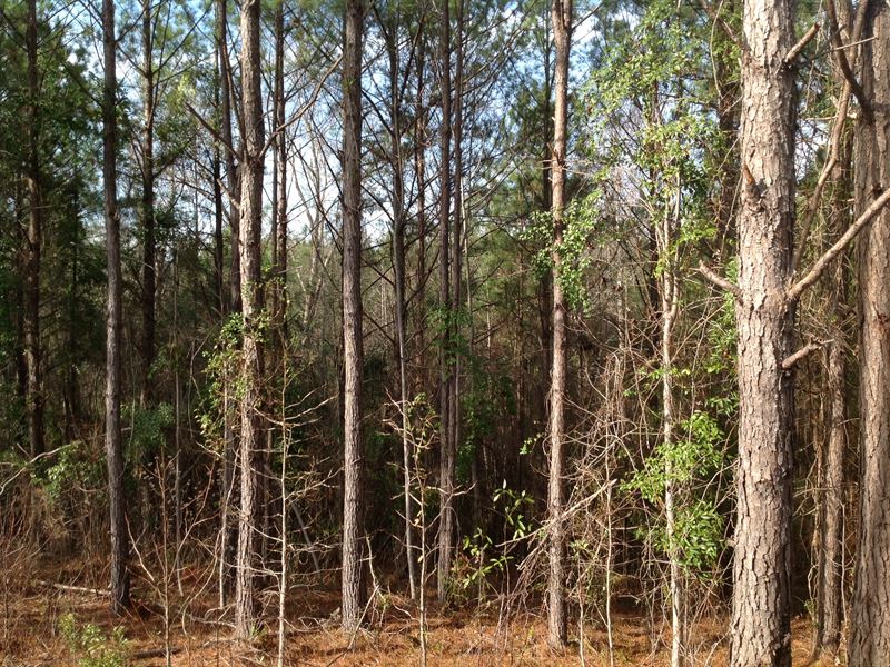 179 Acres Of Timberland : Thorsby : Chilton County : Alabama