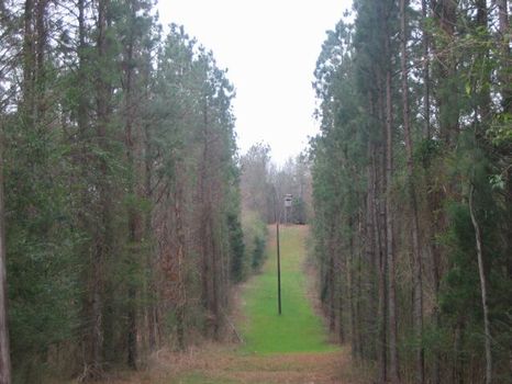 236 Acres Hunting Land and House : La Fayette : Chambers County : Alabama