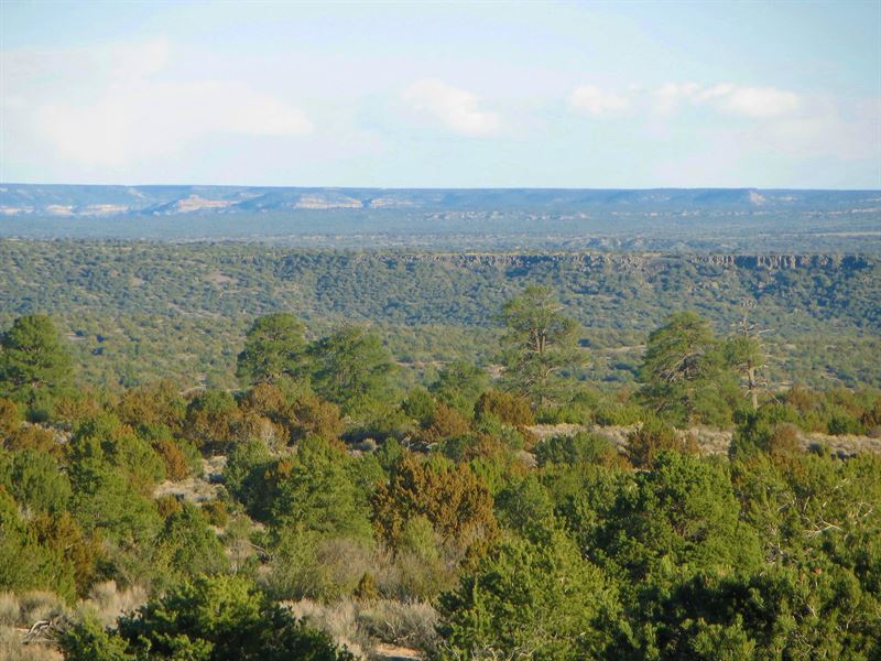 Ponderosa Pine Wooded Az Ranch : Saint Johns : Apache County : Arizona