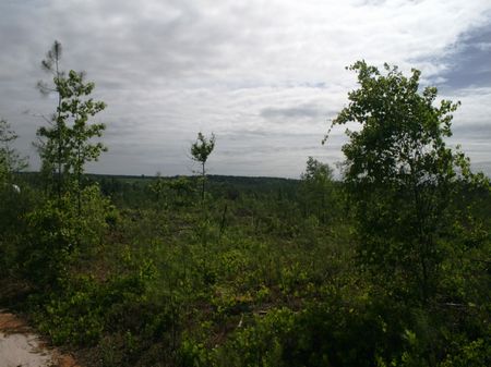 76.7 Acre Hunting/timber Tract : Ideal : Macon County : Georgia