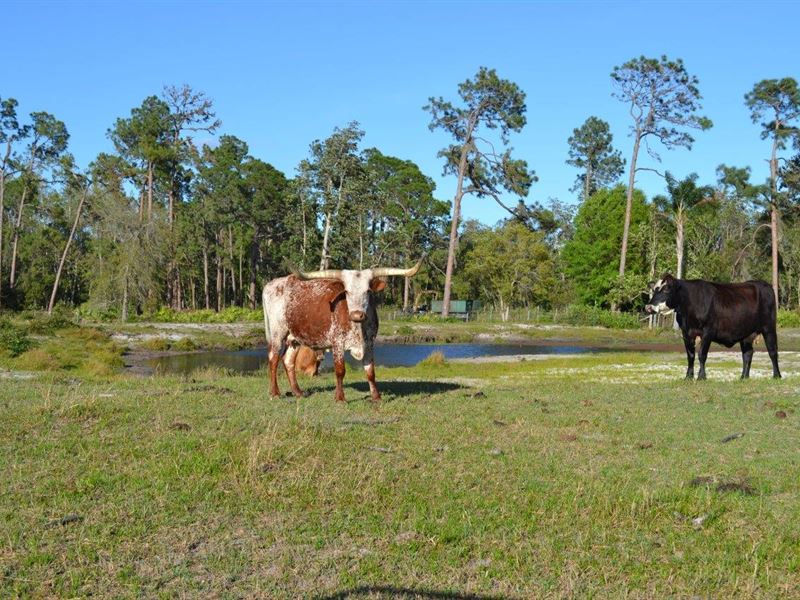 Frostproof Ranch Land for Sale in Frostproof, Polk County, Florida