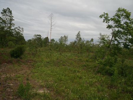 130 Acres : Reynolds : Macon County : Georgia
